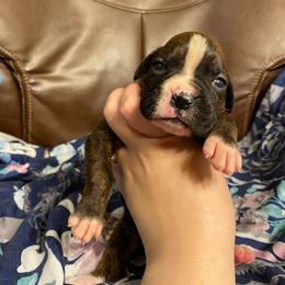 Boxer Puppies from Bre’s Boxers