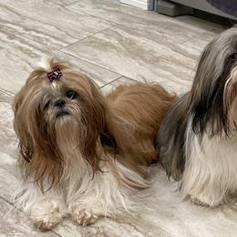Shih Tzu All Grown Up from Strano’s Shih Tzu