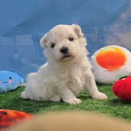 Harold - White male Maltese puppy in Aurora, Missouri from KnJ Precious Paws LLC