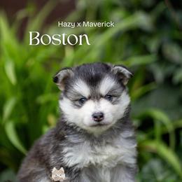 Boston - Black and white male Pomsky puppy in San Mateo, California from The Pomsky Garden