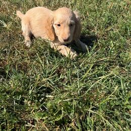 Charlie - Cream male Dachshund puppy in Stuart, Iowa from Johnson Family Paws