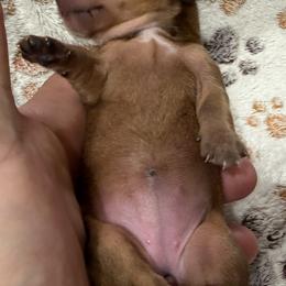 Dachshund Puppies from Witchy Woman’s Wiener’s