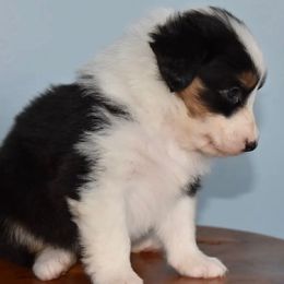 New Jersey - Black tri-color female Australian Shepherd puppy in Hamilton, New Jersey from Birch Haus