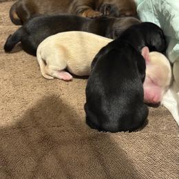 Paisley - Piebald female Dachshund puppy in Delta, Utah from Bab's Wiggles and Wags