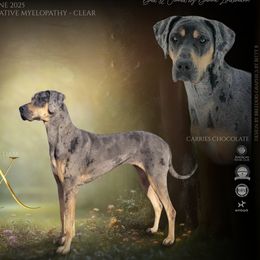 Great Danes from UNDAD'S KENNELS