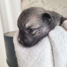 Luigi - Chocolate male Pomsky puppy in Sand Coulee, Montana from Big Sky Pomskies