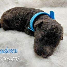 Madoxx - Chocolate male Goldendoodle puppy in Eau Claire, Wisconsin from Fisher River Doodle's