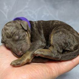 Purple Collar Girl - Phantom female Poodle puppy in Tehama County, California from Hals Pals K9s