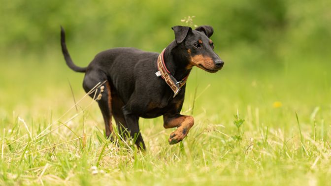 Manchester Terrier