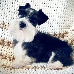 Izzy - Miniature Schnauzer