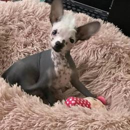 Chihuahua and Chinese Crested Puppies from Western Kentucky Chihuahua’s and Chinese Crested’s