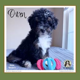 Owen - Tri-color male Bernedoodle puppy in Branchland, West Virginia from Our Appalachian Doodles