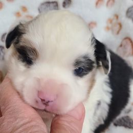 Pino Lella - Blue merle male Toy Australian Shepherd puppy in Laconia, Indiana from Beasley Acres Aussies