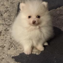 Pomeranian Puppies from Tania’s treasures Pomeranians