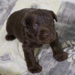 Mr. Green - Liver male Miniature Schnauzer puppy in Pensacola, Florida from Reservoir Dogs
