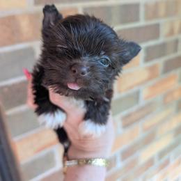 Tyson - Liver male Yorkshire Terrier puppy in Gaylesville, Alabama from Sweet Alabama Yorkies