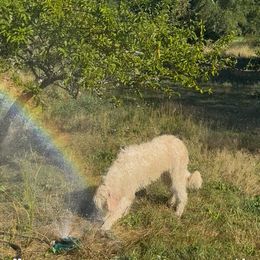 Emerald Forest - Cream male Goldendoodle puppy in Maple Falls, Washington from Cynthia’s Goldendoodles