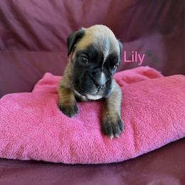 Girl 1 - Fawn female Boxer puppy in Cicero, New York from MK Boxer Haven of CNY