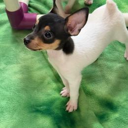 Toy Fox Terrier puppies from Ultra Quest Show Dogs