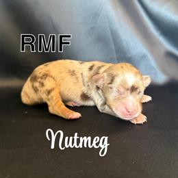 Nutmeg - Red merle female Miniature Australian Shepherd puppy in Medical Lake, Washington from MAS Gone Rogue