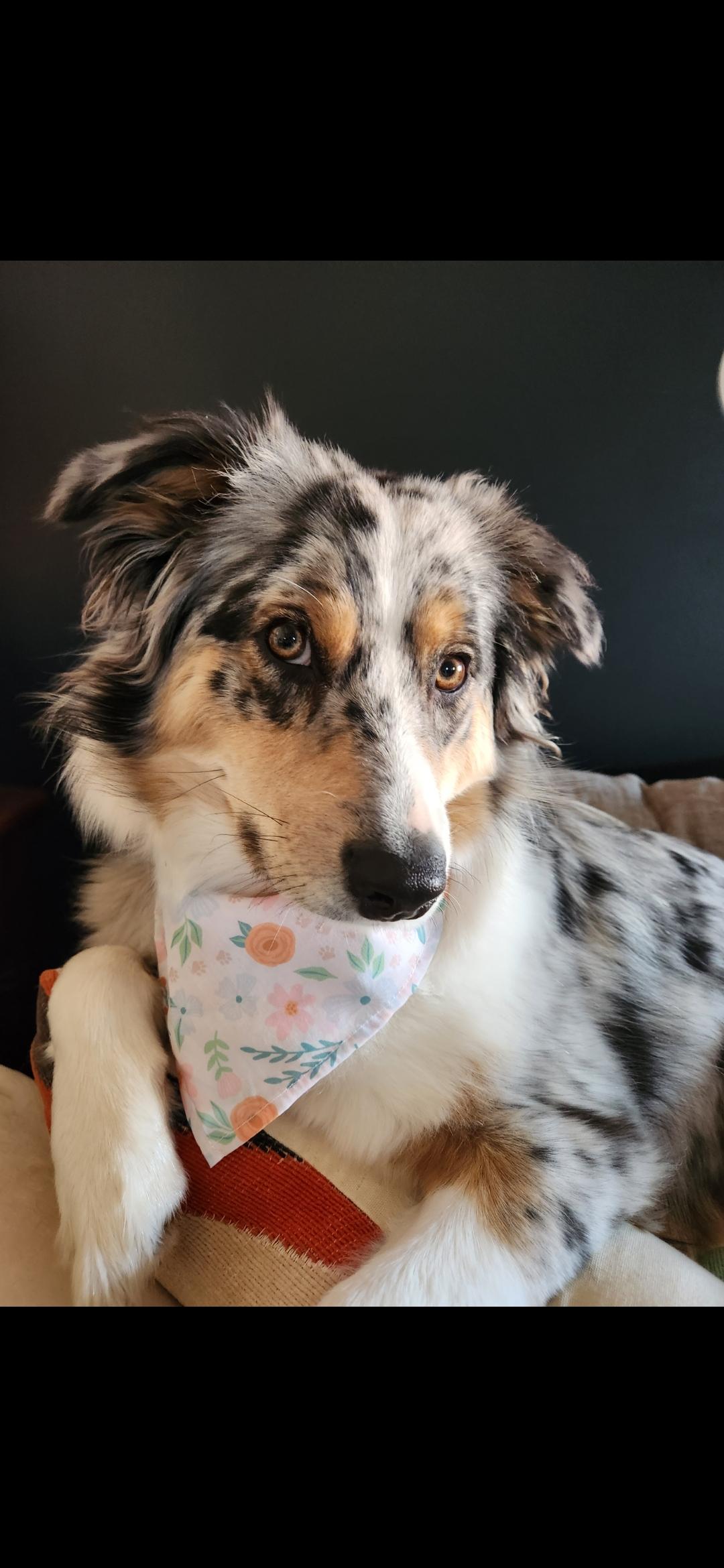 Maya Roo