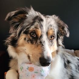 Maya Roo - Australian Shepherd