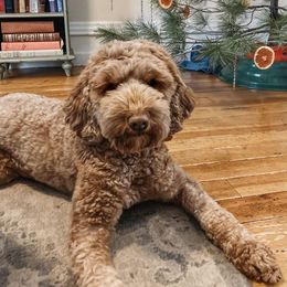 Millie - Australian Labradoodle