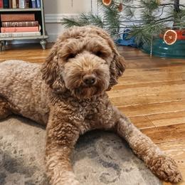 Millie - Australian Labradoodle
