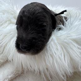 Black Collar - Merle male Goldendoodle puppy in Meridian, Mississippi from Smoodles