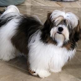 Kissy - Havanese