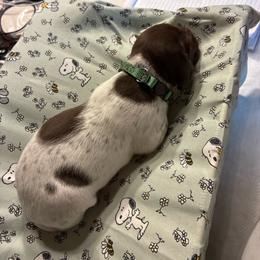 Green - White and liver male German Shorthaired Pointer puppy in Spencer, Massachusetts from Outback Kennels