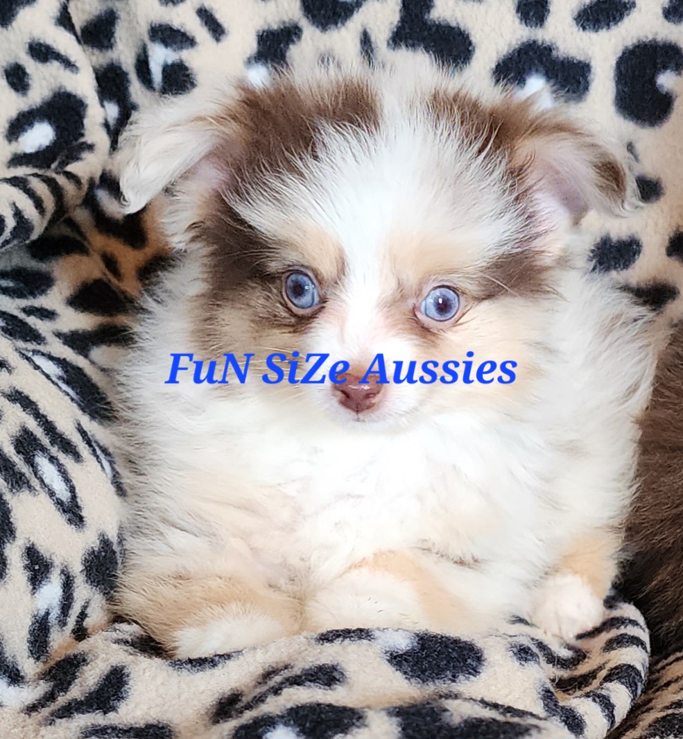 Toy Australian Shepherds from FuN SiZe Aussies