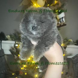 Blue Berry - Blue female Pomeranian puppy in Plantersville, Texas from Endure Farm Inc