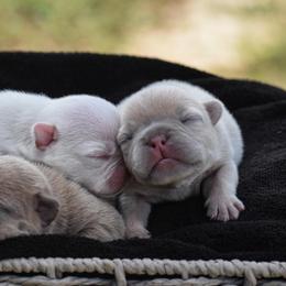 French Bulldog Puppies from ImAgem Frenchies