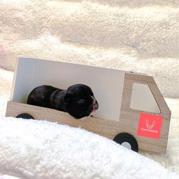 French Bulldog Puppies from FrenchieBnB