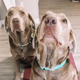 Dilute Retrievers from Adger Lake Labradors - Silver & Charcoal