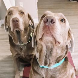 Dilute Retrievers from Adger Lake Labradors - Silver & Charcoal