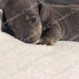 AKC Girl 1 True - Blue and tan Dachshund puppy in Lees Summit, Missouri from Castaneda Dachshunds