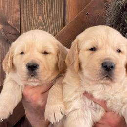 2nd boy - Golden male Golden Retriever puppy in Yucaipa, California from Blessed Goldens