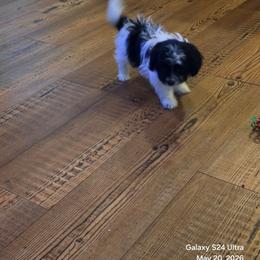 Bubbles - Black and white female Companion Cross puppy in Grand Saline, Texas from Oldfield Outdoors