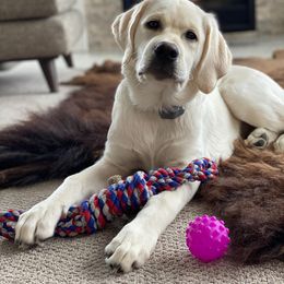 Labrador Retriever Puppies from Fidelity Farm Labradors