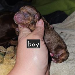 Boy 2 - Chocolate and tan male Dachshund puppy in Lansing, Michigan from Black Thunder 517 Dachshunds and frenchies