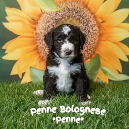 Penne - Brown and white female Sheepadoodle puppy in Berwick, Pennsylvania from Wright’s Wiggle Butts