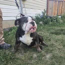 Dahlia - Blue tri-color female Bulldog puppy in Tremonton, Utah from Snuggle Pups