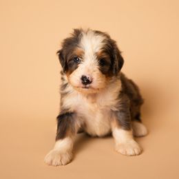 Red - Blue merle male Bernedoodle puppy in Ashland, Kentucky from Still Waters Farm