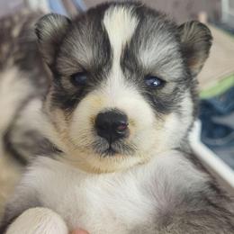 Jaime - Gray and white female Siberian Husky puppy in Swansea, Illinois from Husky B's