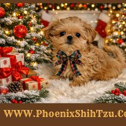 Butterscotch - Cream and white male Shih Tzu puppy in Hayden, Idaho from Phoenix Shih Tzu