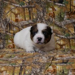 Roses - Red mottled female Australian Cattle Dog puppy in Buffalo Valley, Tennessee from Buffalo Valley Breeders