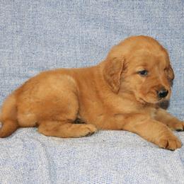 Carlotta - Golden female Golden Retriever puppy in New Weston, Ohio from Bertke AKC Golden Retrievers and Bernese Mountain Dogs