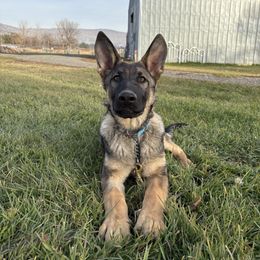 Oak Von Merkley - Sable male German Shepherd puppy in Klamath Falls, Oregon from Von Merkley German Shepherds